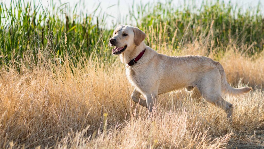 Shades of Labrador Retrievers: From Rare Gems to Classic Hues